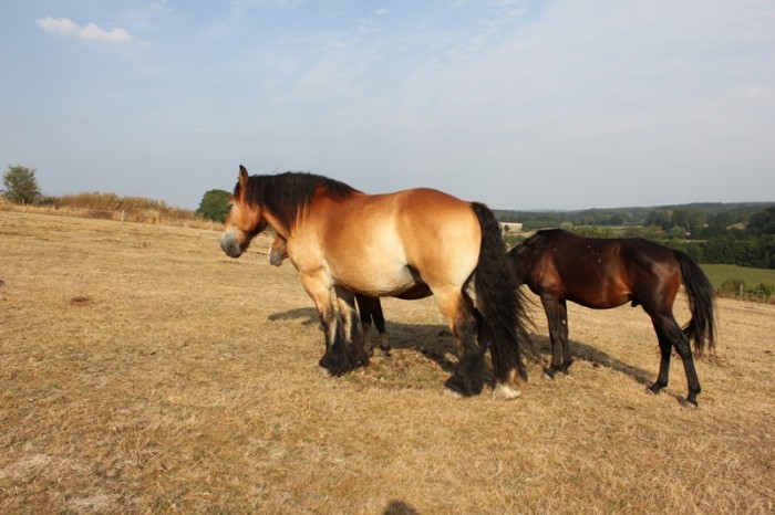 découvrez les effets d'une blessure par balle 9mm ainsi que les traitements médicaux recommandés pour une prise en charge efficace et rapide.